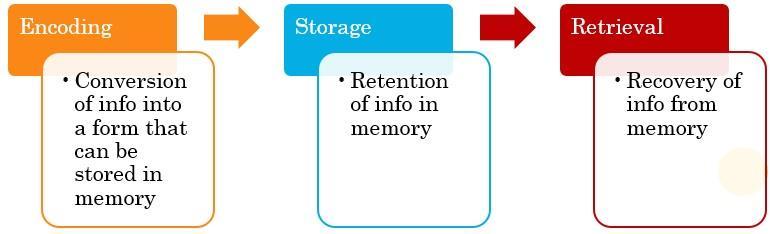 Memory Psychology study chapter 6 The storage and retrieval of information acquired through learning - A collection of complex interconnected systems Memory is not perfect - We often fail to process