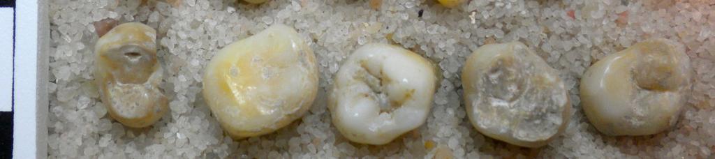 Molars Molars are larger, more square-shaped, and have more cusps than the other teeth. They also usually have multiple roots. (i) Upper have 3-4 major cusps and a rhombus-shaped outline.