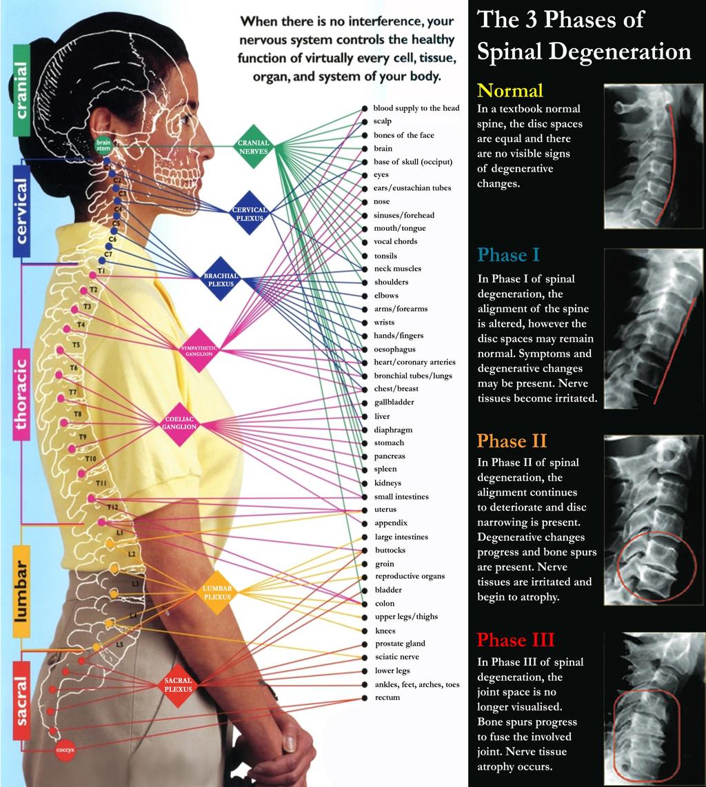 Nerve Function Many things can impair your nervous system and interfere with its function.