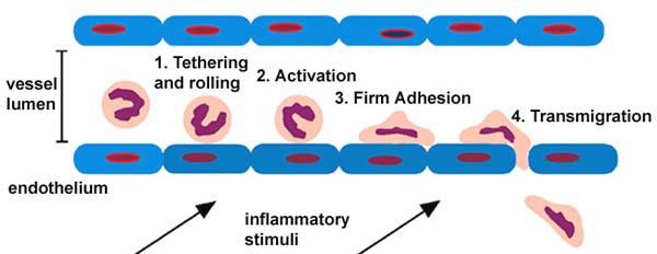 Adhesion of Cancer Cells Attachment of cancer cells