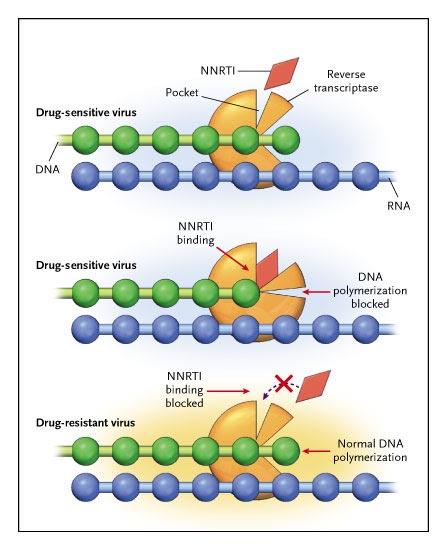 Mutations Selected by NNRTIs Multi-NNRTI Resistance K V 103106 N M Y 188 L Multi-NNRTI Resistance: Accumulation of Mutations L V Y G M 100 106 181 190 230 I A CI SA L Nevirapine L K V V Y Y G 100103