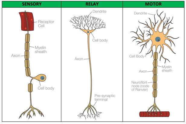 Relay neurone: Carries the impulse from the sensory neurone to the motor neurone 7. Motor neurone: Carries the impulse from the CNS to the effector 8. Synapse: A tiny gap between 2 neurones 9.