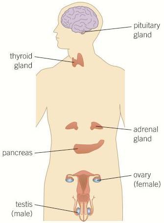 The chemical binds to receptors on the second neurone, the nervous impulse is passed on Endocrine gland Pituitary Thyroid Pancreas Adrenal Ovaries Testes Role of the hormones Controls the growth of