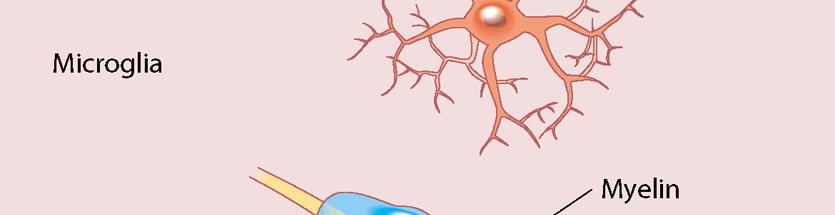 Microglia In the peripheral nervous