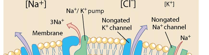 The basis of the resting membrane potential (2/2) Ion