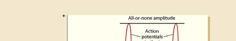 Injection of positive current into an axon, its depolarization, then action potential.