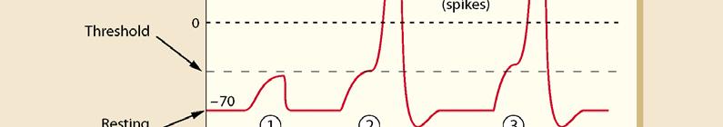 The action potential is not related to the size of the original depolarizing i current.