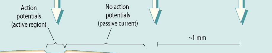 action potential.