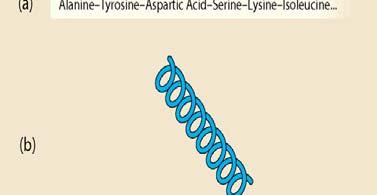 Transmembrane Proteins: Ion Channels and Pumps Ion channels are proteins. (Fig. 2.