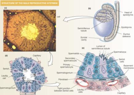 Spermatogenesis (producing Testosterone) spermatoza Seminiferous