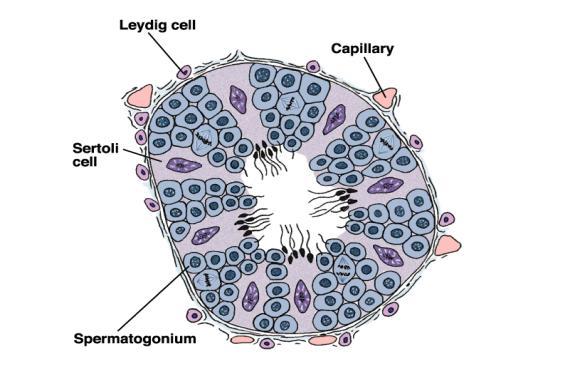 Interstitial tissue Leydig cells Capillaries 支持细胞 Secondary