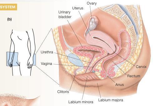 The Female Reproductive System More complicated due to the cyclic nature of gamete