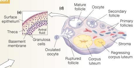 Vagina Fallopian tube Follicle Oocytes Granulosa cells Thecal cells Corpus luteum