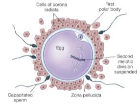 Fertilization: Union of Male & Female Chromosomes Zygote Development: Cell