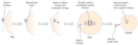 Zygote Cell divisions Blastocyst Migration to Uterus Implantation Placenta Birth: