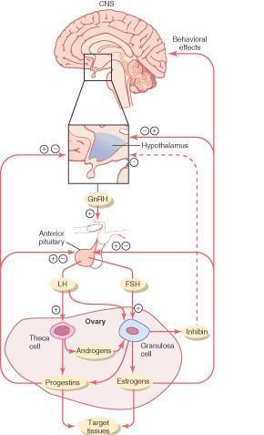This diagram shows the relationship b/w hypothalamus, ant pituitary & the ovary Gnrh secreted by the hypothalamus will stimulate the ant pituitary to release LH & FSH and these hormones will