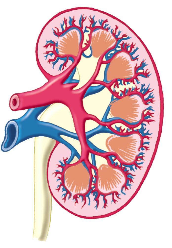Structure Kidney Feature and / or function Surrounded by fat which protects the kidneys from (6) Supplied with blood from the (7) and drained by the (8) Responsible for osmoregulation and (9) Ureter