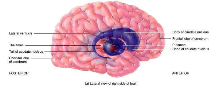 Temporal Lobe Primary auditory area Processing of auditory info Perception Auditory association area Allows recognition of sound Primary