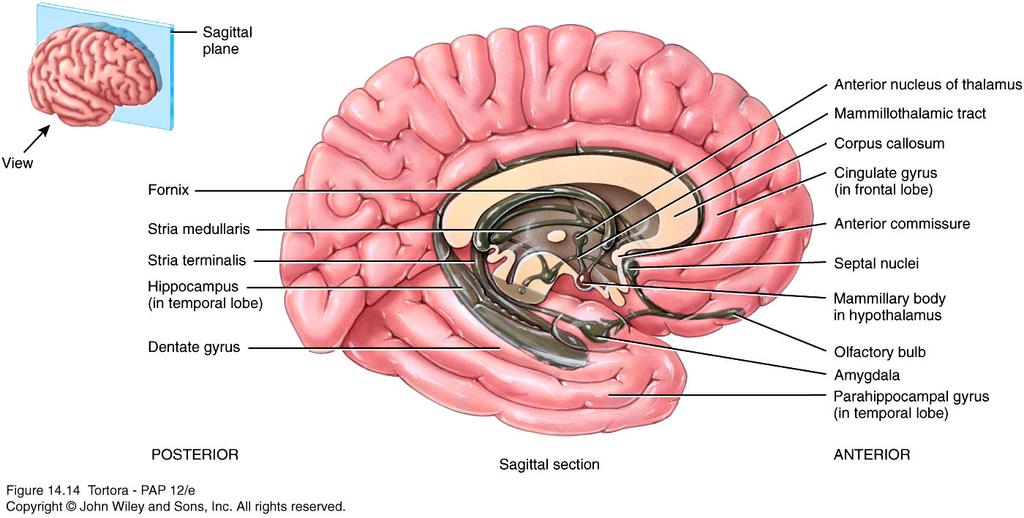 Basal Nuclei Putamen control of movement, performance, movement sequences Globus Pallidus motor movement Caudate Nucleus learning & memory, OCD Parkinson Disease Is a result of the death of