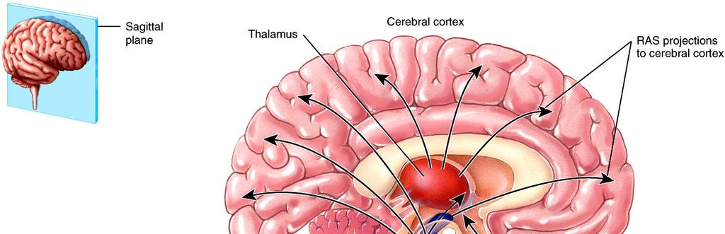 Reticular Formation Area within brainstem that contains a net-like arrangement of white and gray matter Reticular Activating System (RAS) contains
