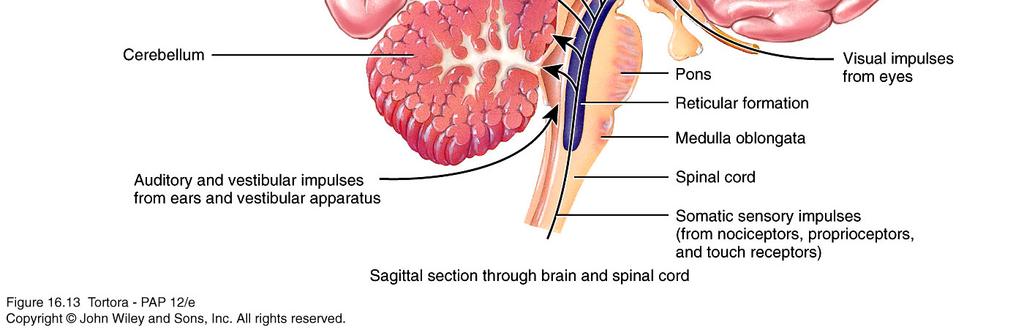 cerebellum and spinal cord and regulates muscle tone Reticular Formation Broad area within brainstem that contains a net-like arrangement of white