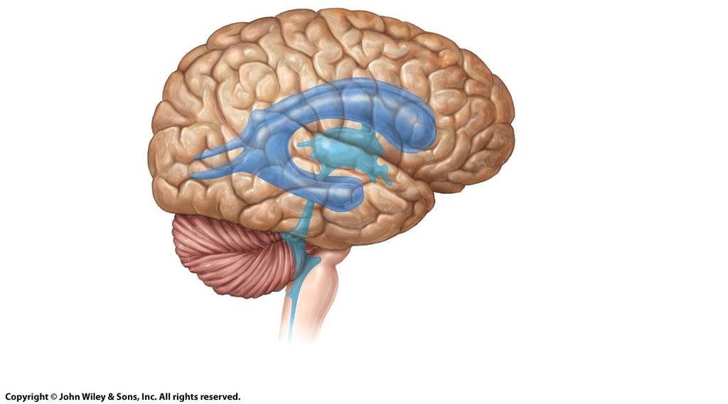 Cerebrospinal Fluid (CSF) POSTERIOR Cerebrum ANTERIOR LATERAL VENTRICLES
