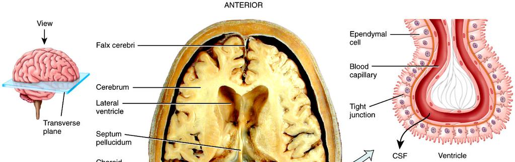 APERTURE CENTRAL CANAL THIRD VENTRICLE AQUEDUCT OF THE MIDBRAIN (CEREBRAL