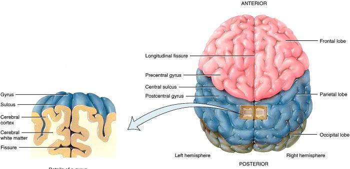 Cerebrum (gray matter) Cerebral