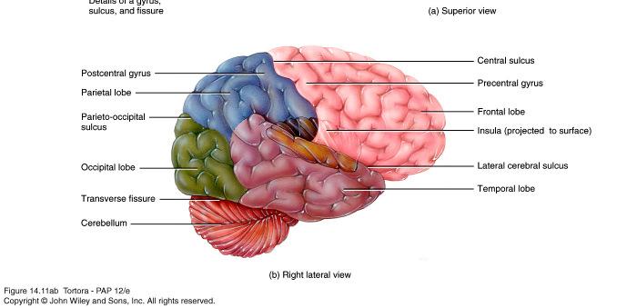 Cerebral cortex gyri & sulci Fig.
