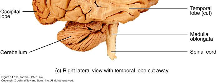 16 Frontal Lobe Prefrontal cortex personality, intelligence,