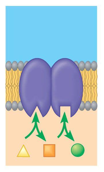 Membrane proteins: Function as