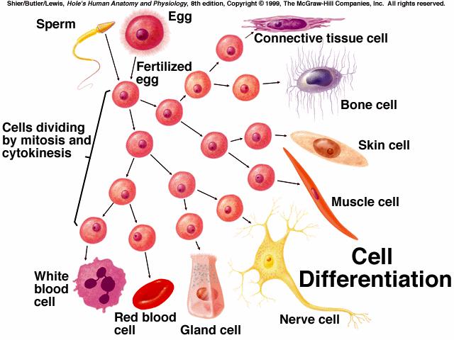 V. Control of Cell Reproduction A. Most human cells divide up to 50 times in the laboratory, but can divide no further. B.
