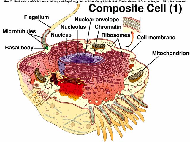 smooth muscle cell 20-500 um in length II. A Composite Cell A.
