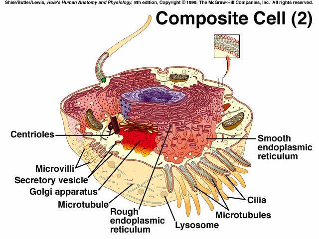 A cell consists of three main parts the nucleus, the cytoplasm,