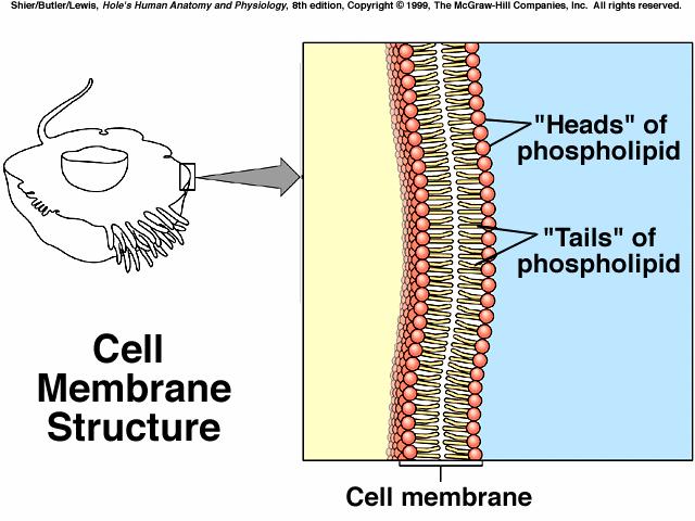 ***Membranes do have different parts that make up different structures.*** MEMBRANE STRUCTURE: 1. Lipids - determine the function of the membrane 2.
