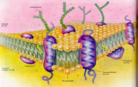 ALL CELLS ARE SURROUNDED BY H2O CYTOPLASM - lies inside the plasma membrane; houses the organelles of the cell Phospholipid bilayer: a thin, stable fluid film 1. Polar hydrophilic heads 2.