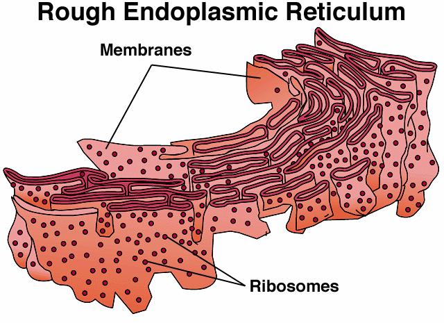 ***synthesize proteins that move to Golgi apparatus **site of lipid synthesis *ribosomes some are scattered freely, some on endoplasmic reticulum & some in