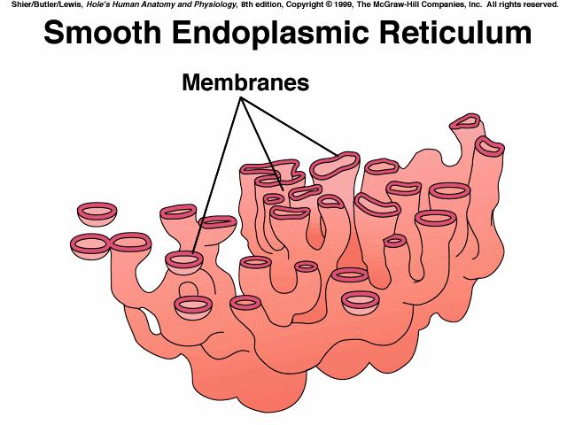 continually receive vesicles from the endoplasmic reticulum & produce vesicles for secretion *Golgi apparatus composed of cisternae flat membranous sacs,