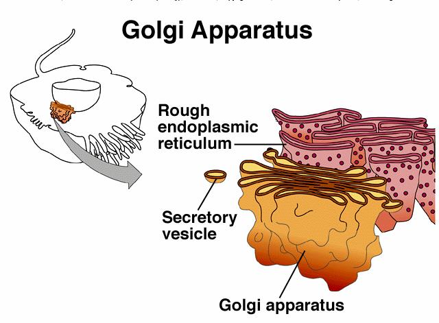 it is needed) to Golgi apparatus (vesicle trafficking) *** vesicle trafficking *mitochondria -elongated, fluid-filled sacs.