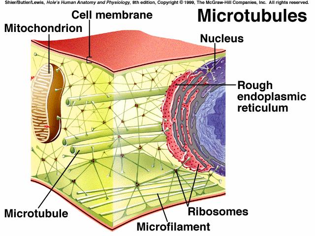 *vesicles membranous sacs form when cell membrane folds inward and pinches off, Golgi apparatus and ER also form vesicles *microfilaments made of protein actin, can cause cellular movements (ex.