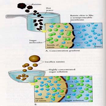 III. Movement Into and Out of the Cell PHYSICAL (PASSIVE) PROCESSES: C. Diffusion D. Facilitated Diffusion E. Osmosis F. Filtration PHYSIOLOGICAL (ACTIVE) MECHANISMS: G. Active Transport H.