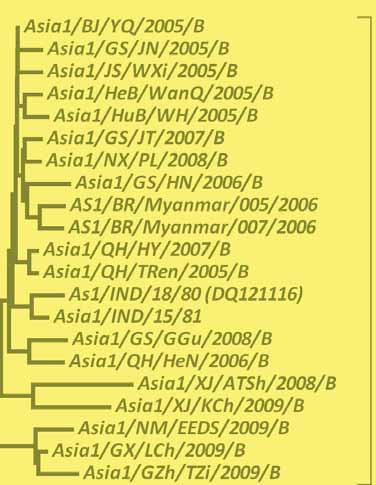 The source of FMDV type Asia1 (molecular epidemiology ) VP1 gene sequences, showing the relationships between Aisa1 FMDV from Asia region.