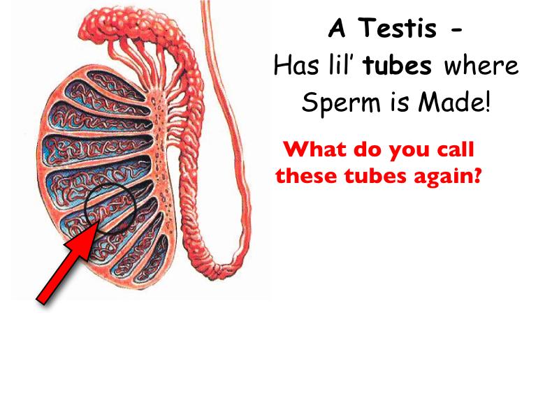 Male Reproductive Anatomy Seminiferous Tubules Where spermatogenesis occurs 3. Epididymis - storage reservoir where sperm mature 4.