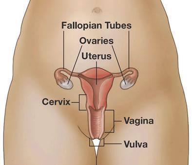 Female Reproductive Anatomy Vulva - external female