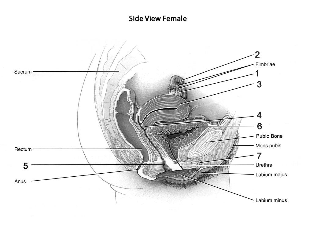 pubis - fatty tissue above pubic bone; covered in pubic
