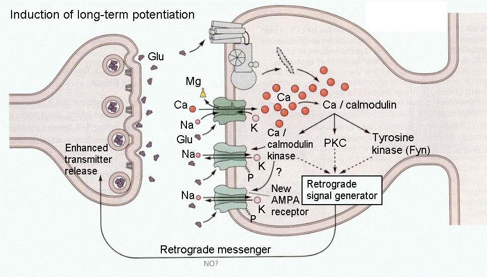 Figure 19-10 - With high-frequency stimulation other events occur as described in the text. hypopolarize. Glutamate also binds to metabotropic receptors, activating PLC, and to NMDA receptors.
