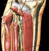 Lateral and Posterolateral disruptions Foot drop Tibial nerve
