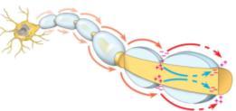 How does an action potential move down an axon? 2) Saltatory Conduction (myelinated axons) Protects / electrically insulates neurons from one another Increases speed of impulse transmission (1 m/s vs.