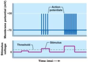 13 Coding for Stimulus Intensity: Remember: Magnitude of action potential is independent of signal strength (signal fixed all-or-none) However: Rate is not fixed AP frequency = stimulus (the stronger