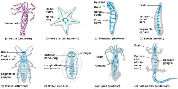 Organization of Nervous Systems: Nerve Net Nerves Cephalization Cephalization: Clustering of sensory neurons / interneurons at